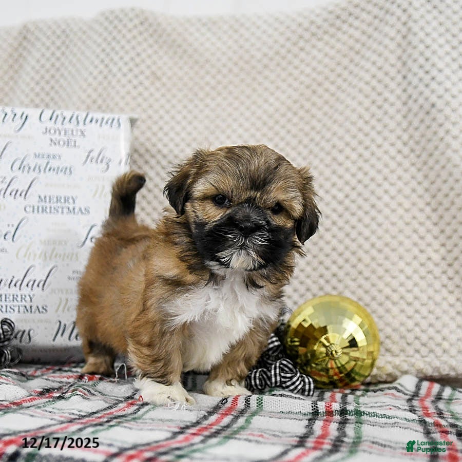 Shih Tzu dogs King - Ad 5