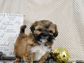 Shih Tzu dogs King - Ad 5