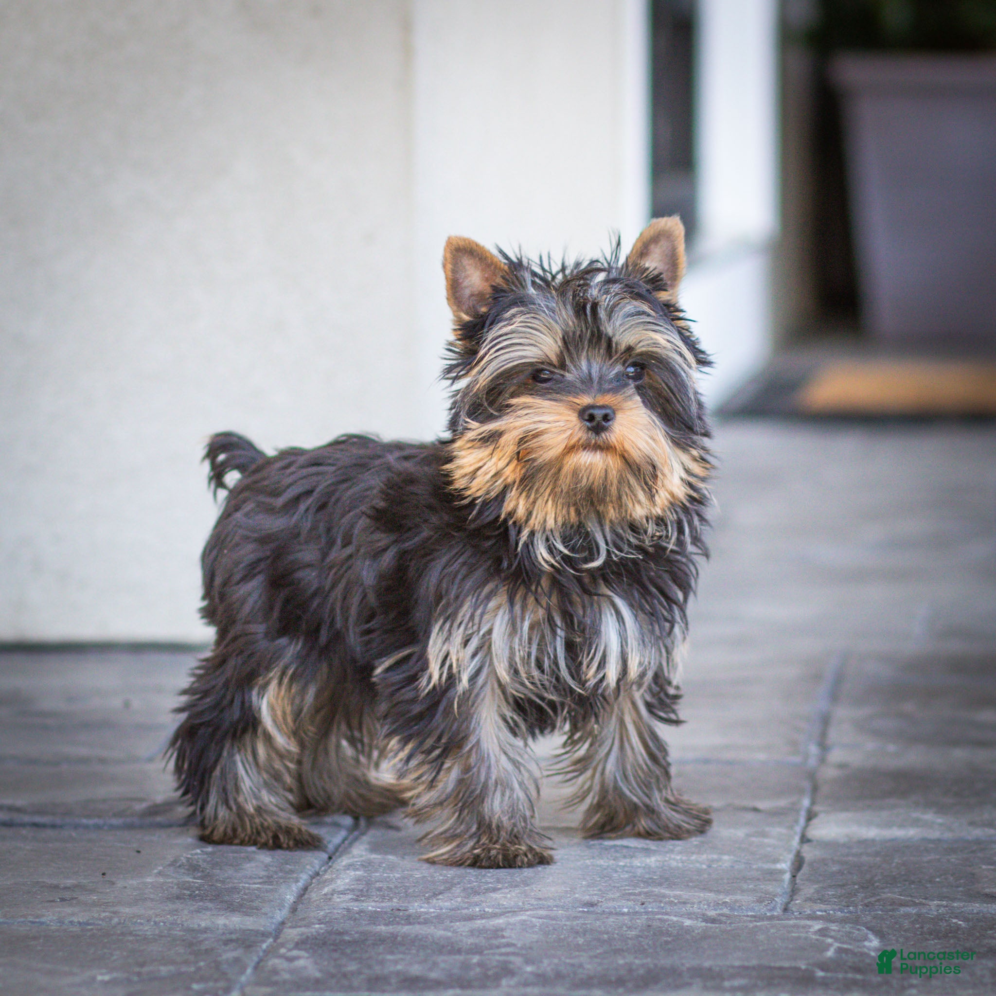 Yorkshire Terrier dogs Willy Yorkshire Terrier Puppy  - Ad 1