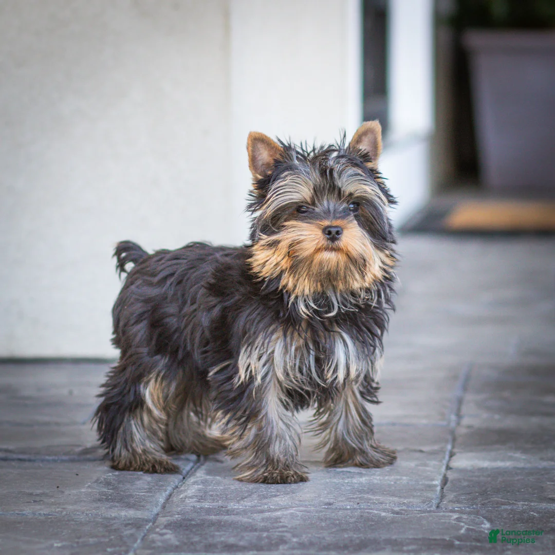 Yorkshire Terrier dogs for sale: Willy Yorkshire Terrier Puppy  - Ad 1