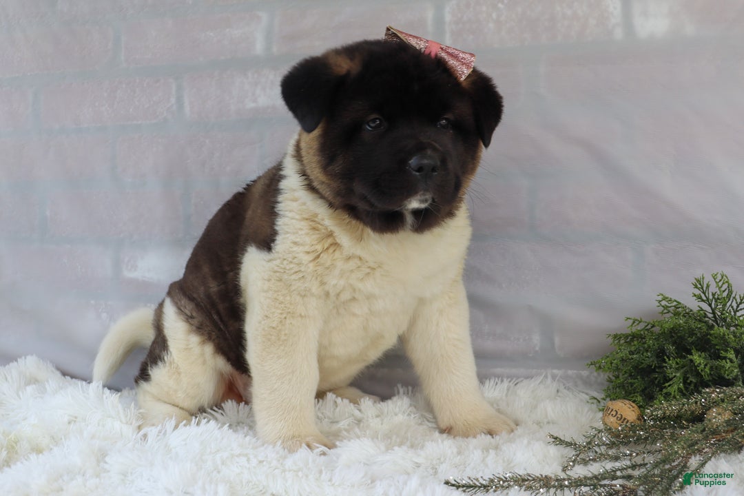 Akita dogs for sale: Rosa - Ad 7