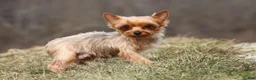 Yorkshire Terrier dogs for sale: Miranda - Ad 13