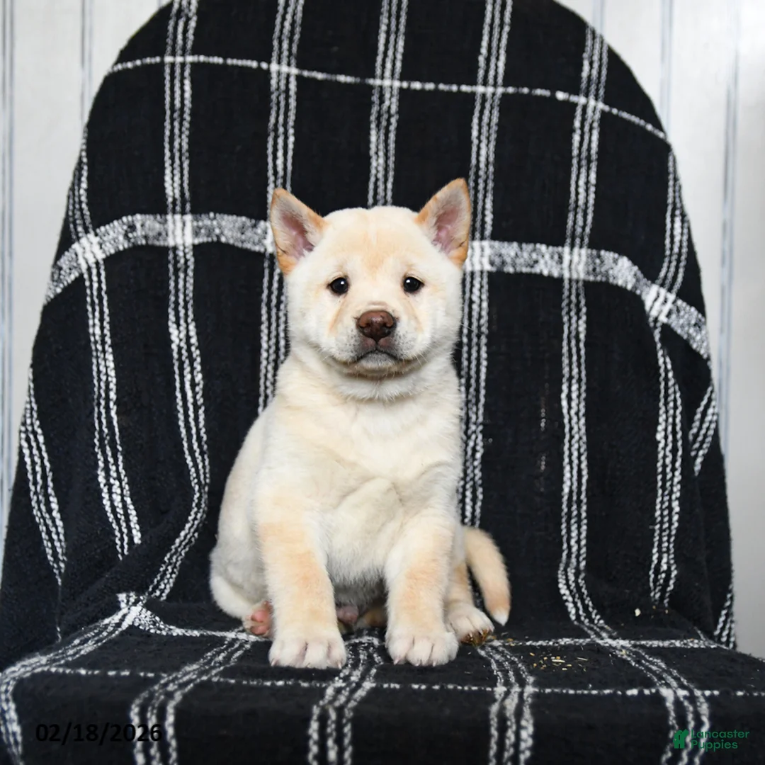 Shiba Inu dogs for sale: Swiss - Ad 8