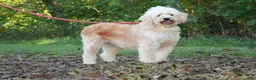 Goldendoodle dogs for sale: Eagle - Ad 2