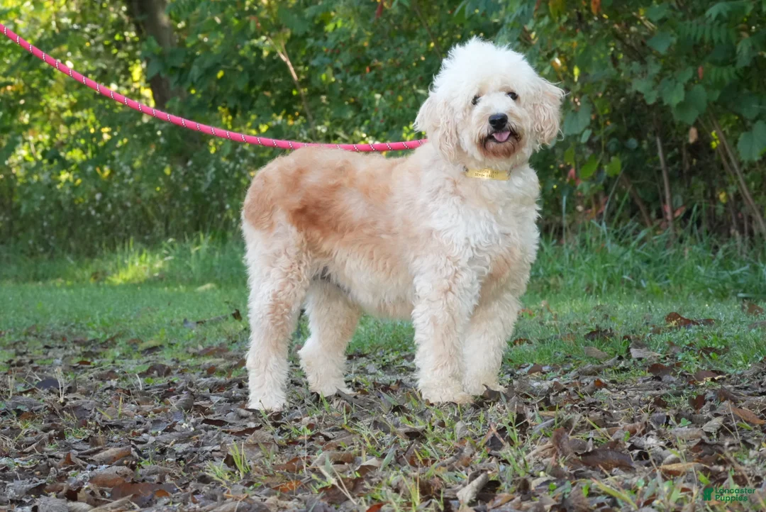 Goldendoodle dogs for sale: Eagle - Ad 2
