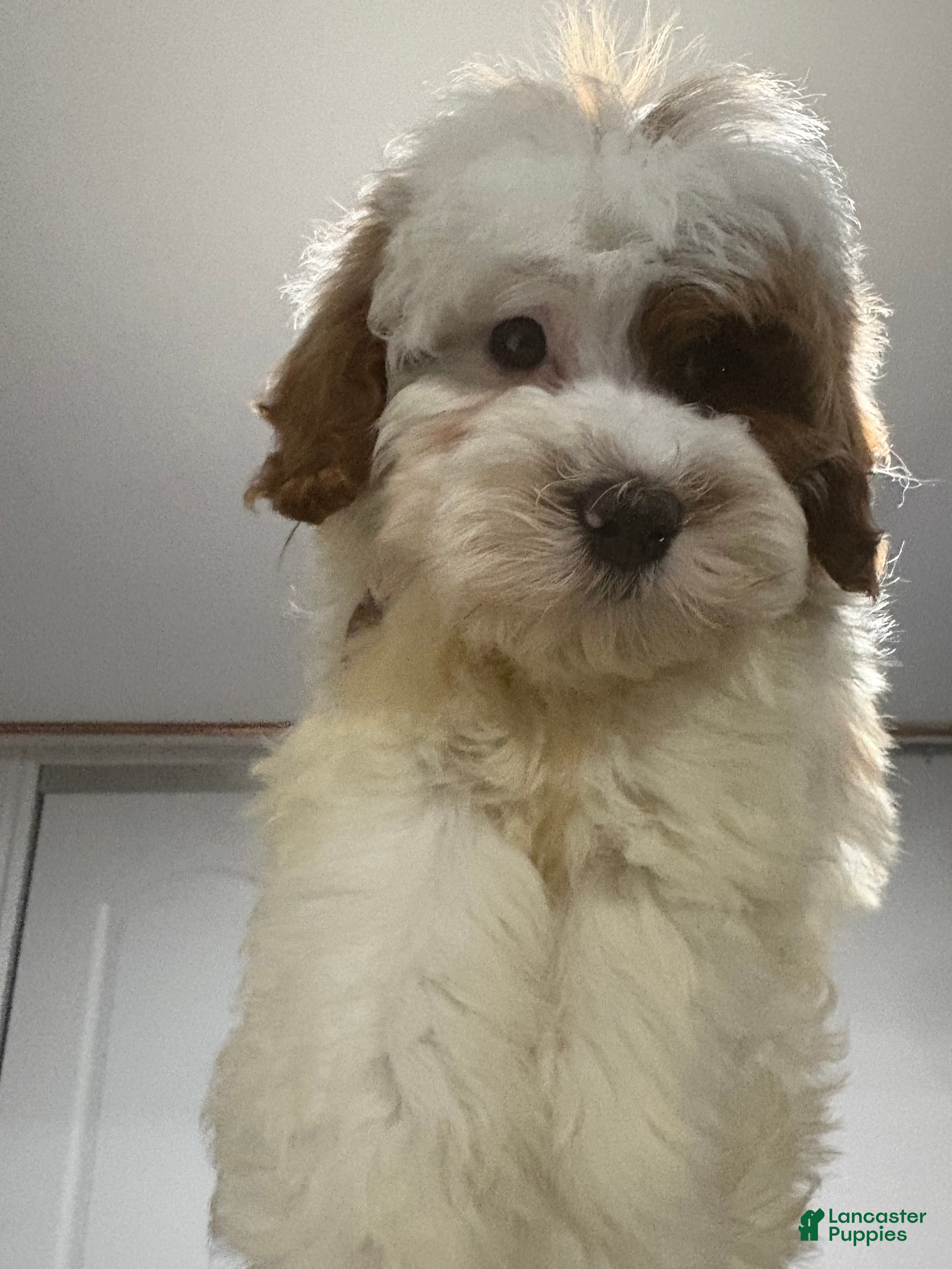Cavapoo dogs CAIDEN❤️🐾 - Ad 2