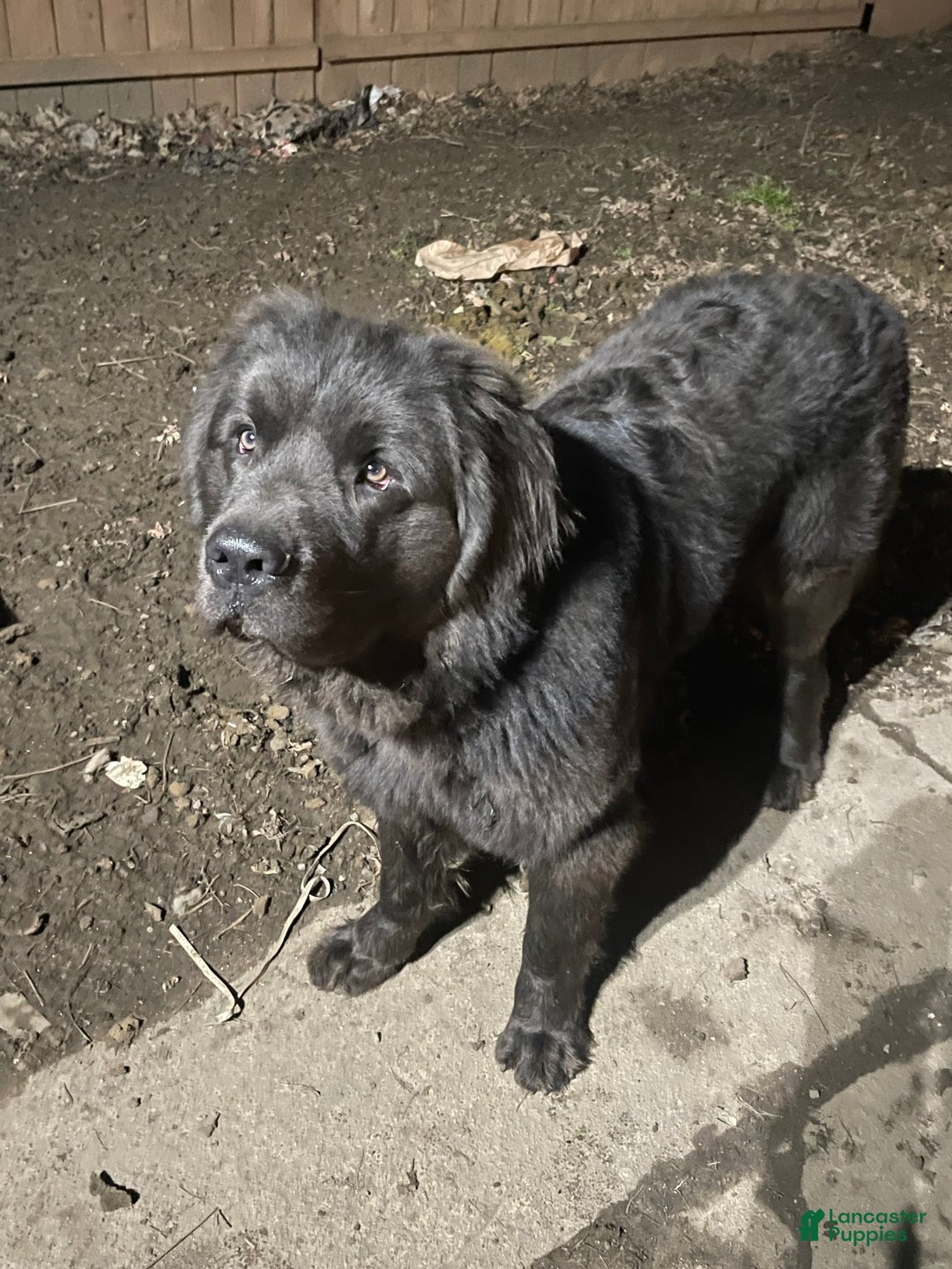 Mixed Breed dogs for sale: Mixed Breed Puppy 2 - Ad 4