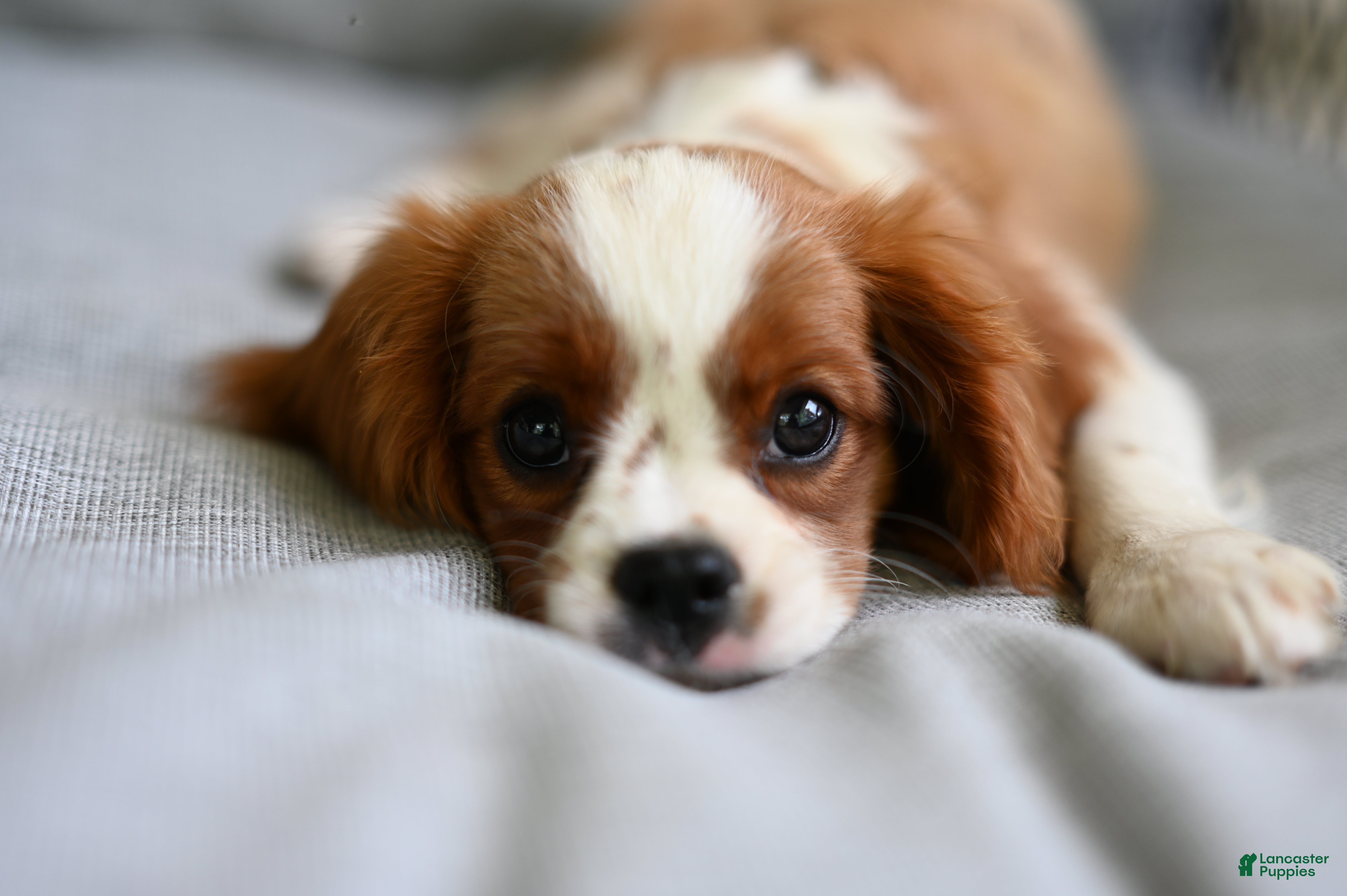 Cavalier King Charles Spaniel dogs Vince  - Ad 1
