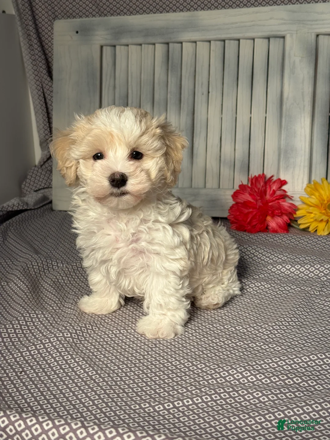 Maltipoo dogs for sale: Joey - Ad 2