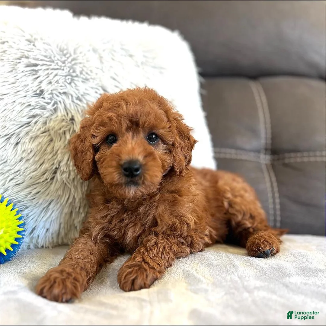 Mini Goldendoodle dogs for sale: Remy (Micro Mini Boy) - Ad 2