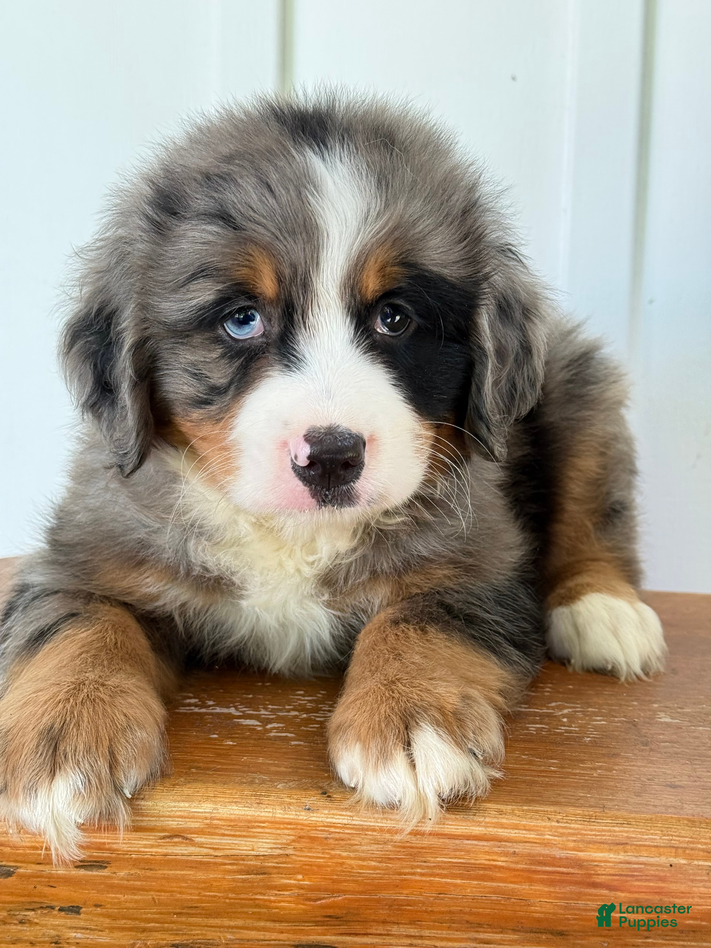 Mini Bernedoodle dogs Sterling - Blue Merle Mini Bernedoodle  - Ad 28