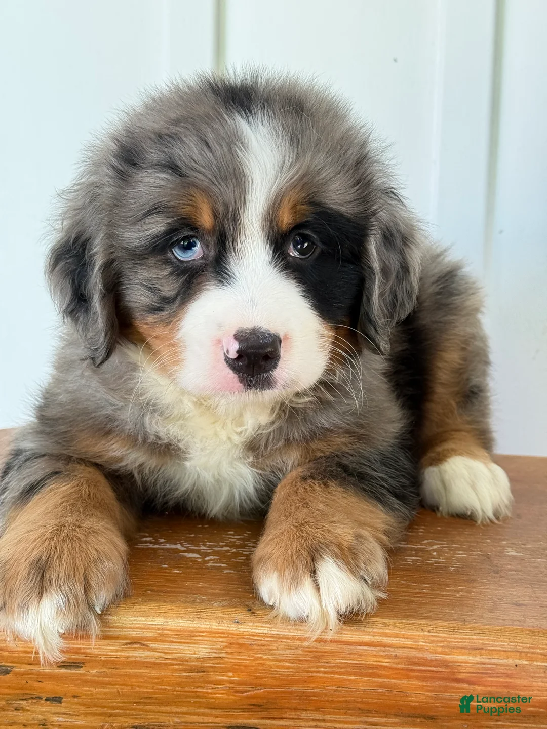 Mini Bernedoodle dogs for sale: Sterling - Blue Merle Mini Bernedoodle  - Ad 1