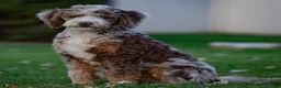 Mixed Breed dogs for sale: Henri Léo - Ad 5