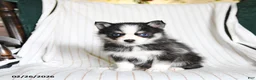Pomsky dogs for sale: Puddles - Ad 3