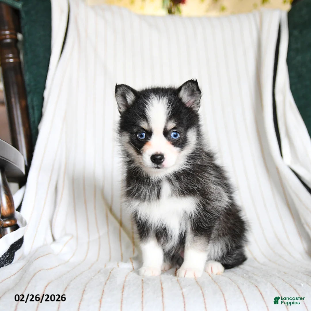 Pomsky dogs for sale: Puddles - Ad 3