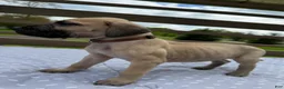 Great Dane dogs for sale: Rigatoni (Brown) - Ad 2