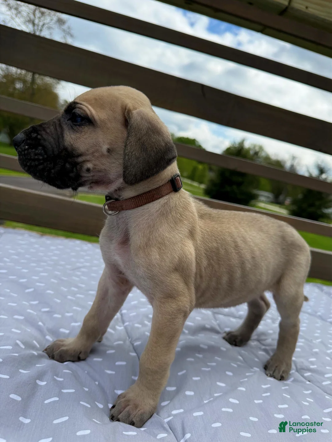 Great Dane dogs for sale: Rigatoni (Brown) - Ad 2