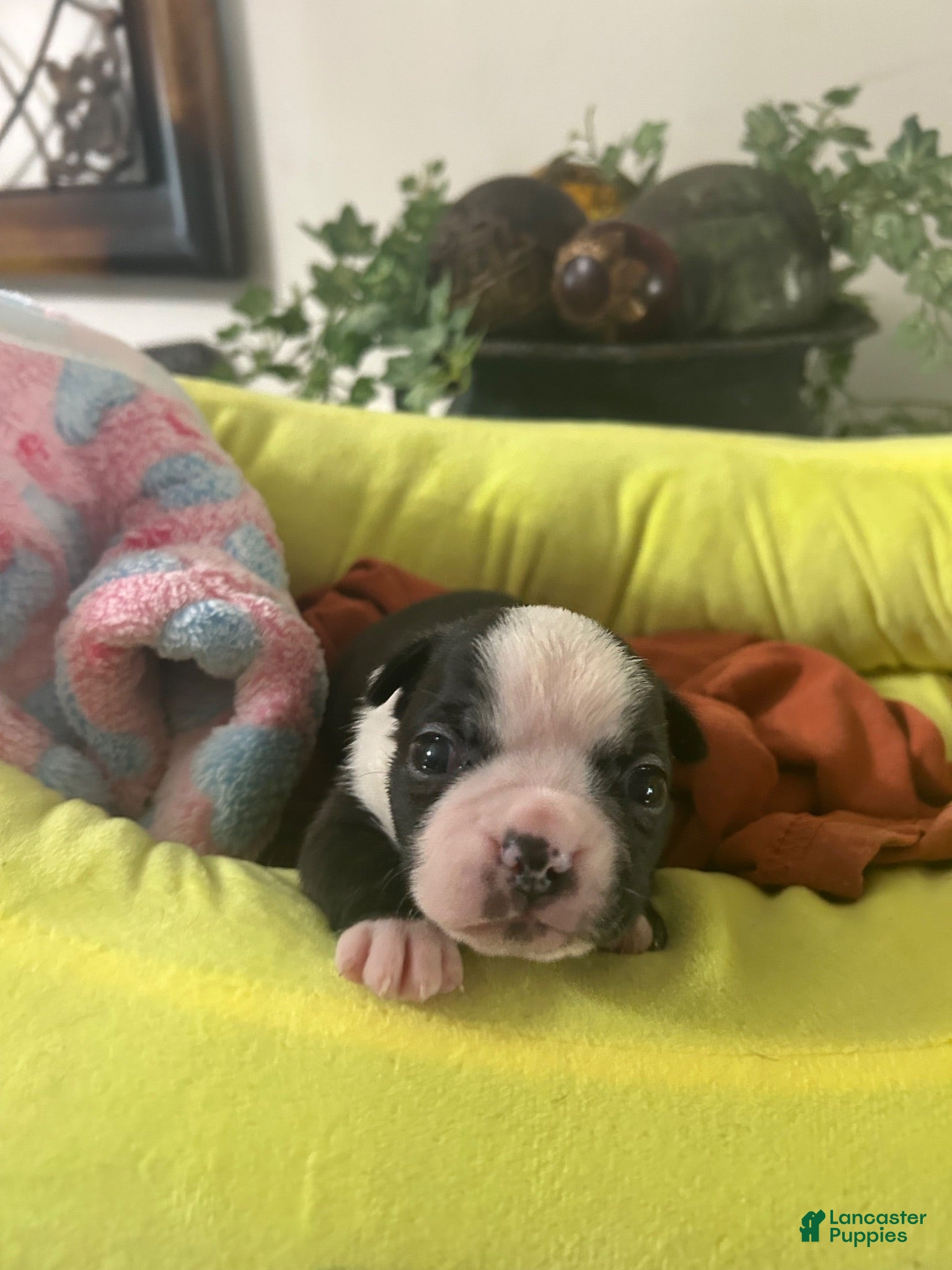 Boston Terrier dogs Boston Terrier 5 - Ad 25