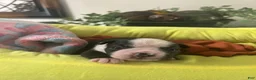 Boston Terrier dogs for sale: Boston Terrier 5 - Ad 1
