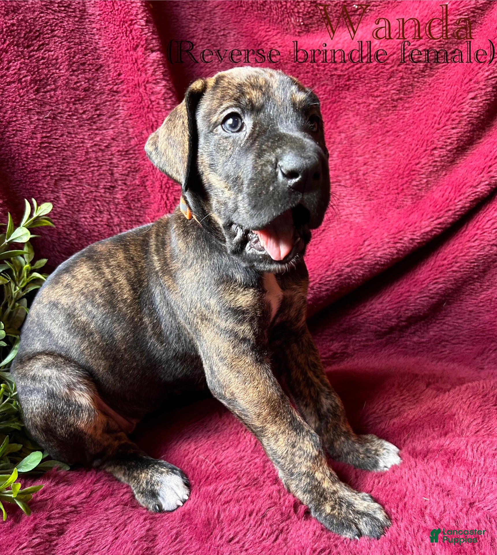 Great Dane dogs Wanda - Ad 38