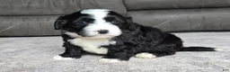 Mini Bernedoodle dogs for sale: Mini Boots - Ad 8