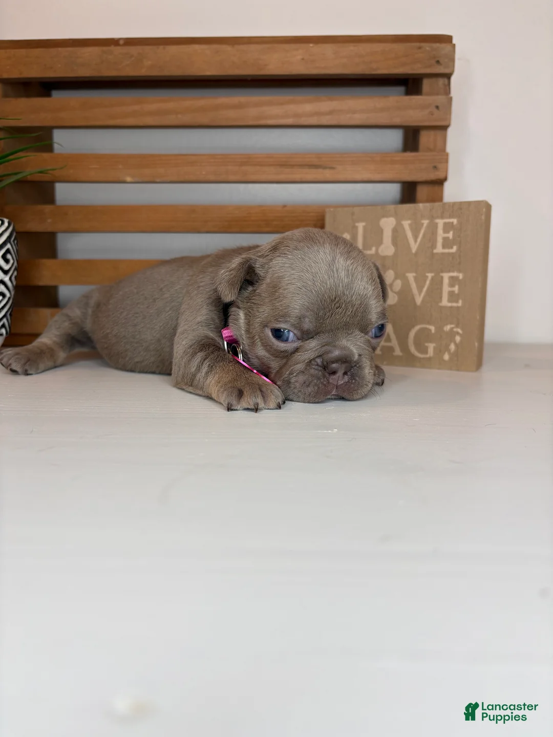 French Bulldog dogs for sale: Cora - Ad 2