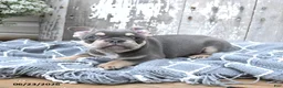 French Bulldog dogs for sale: Lucky - Ad 4