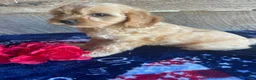 Cavapoochon dogs for sale: Benji - Ad 3
