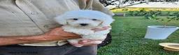 Mini Goldendoodle dogs for sale: Reeses - Ad 5