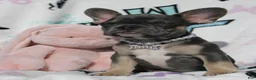 French Bulldog dogs for sale: Oliver - Ad 4