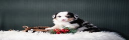 Miniature Australian Shepherd dogs for sale: Drew - Ad 1
