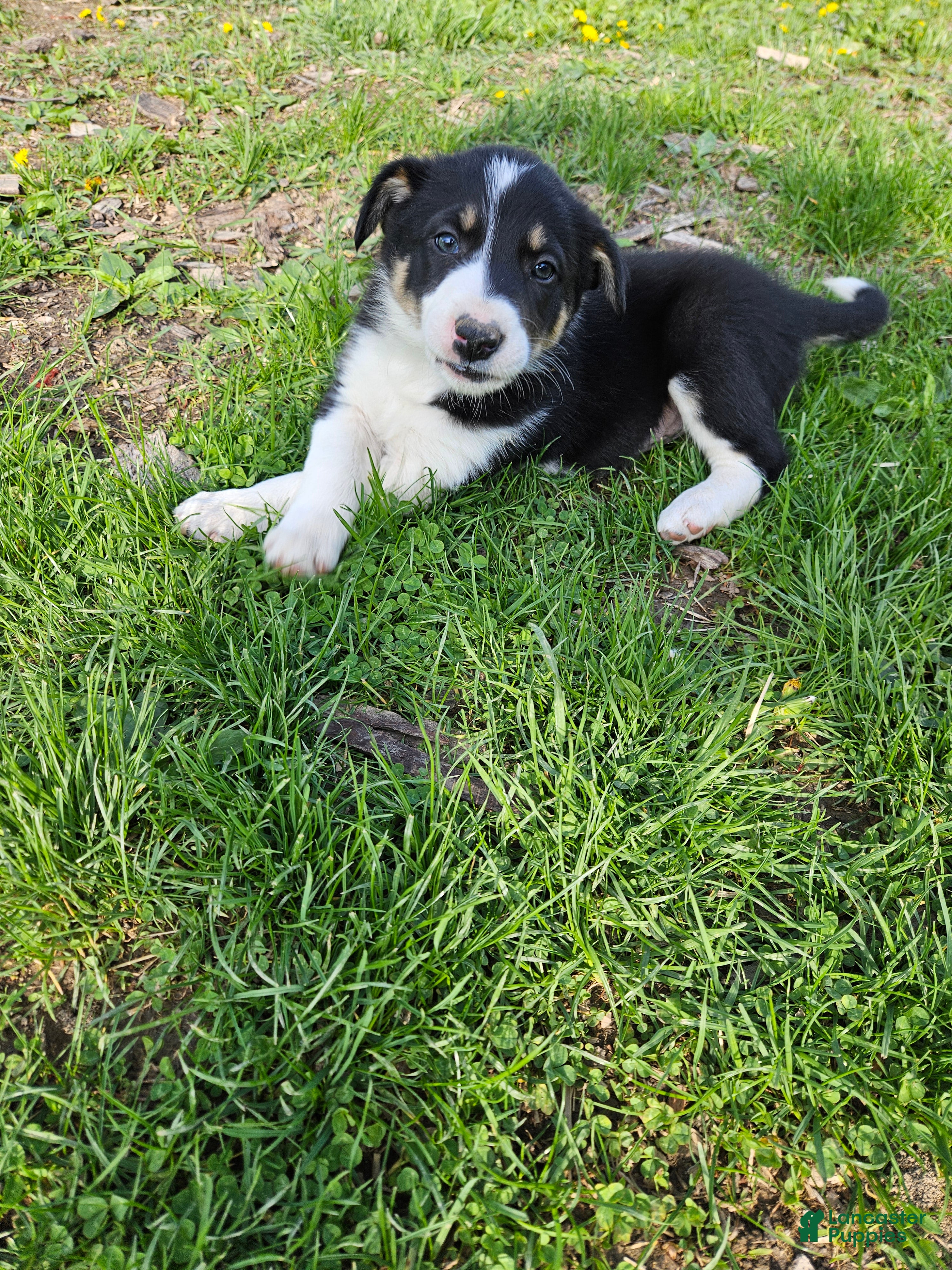 Border Collie dogs Roy - Ad 41