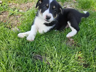 Border Collie dogs Roy - Ad 41