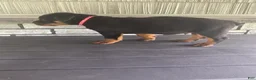 Rottweiler dogs for sale: Rottweiler 1 - Ad 3