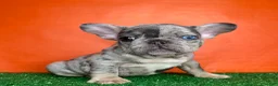 French Bulldog dogs for sale: Otto - Ad 3