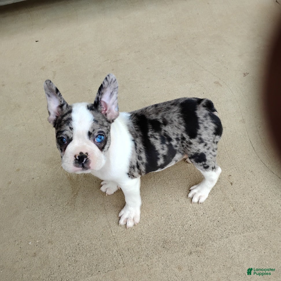 Boston Terrier dogs Rosalie - Ad 1