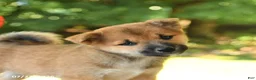 Shiba Inu dogs for sale: Karmel - Ad 5