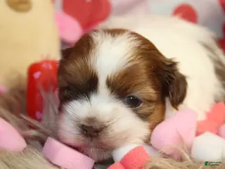 Shih Tzu dogs LEGO - Ad 37