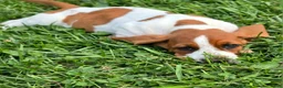 Basset Hound dogs for sale: Lorhold - Ad 2