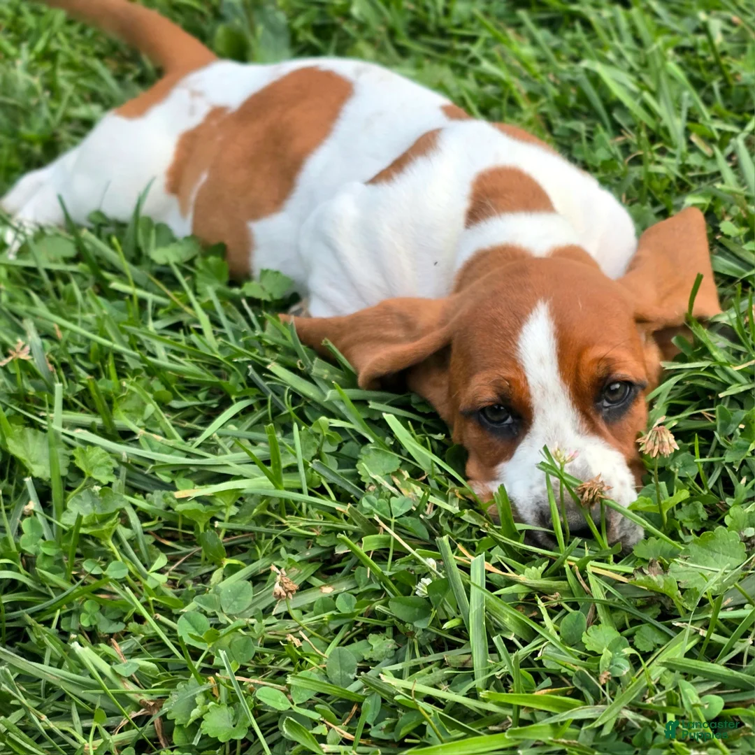 Basset Hound dogs for sale: Lorhold - Ad 2