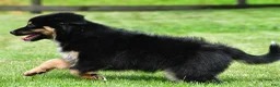 Australian Shepherd dogs for sale: Carson - Ad 8
