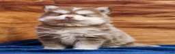 Pomsky dogs for sale: Prince - Ad 10