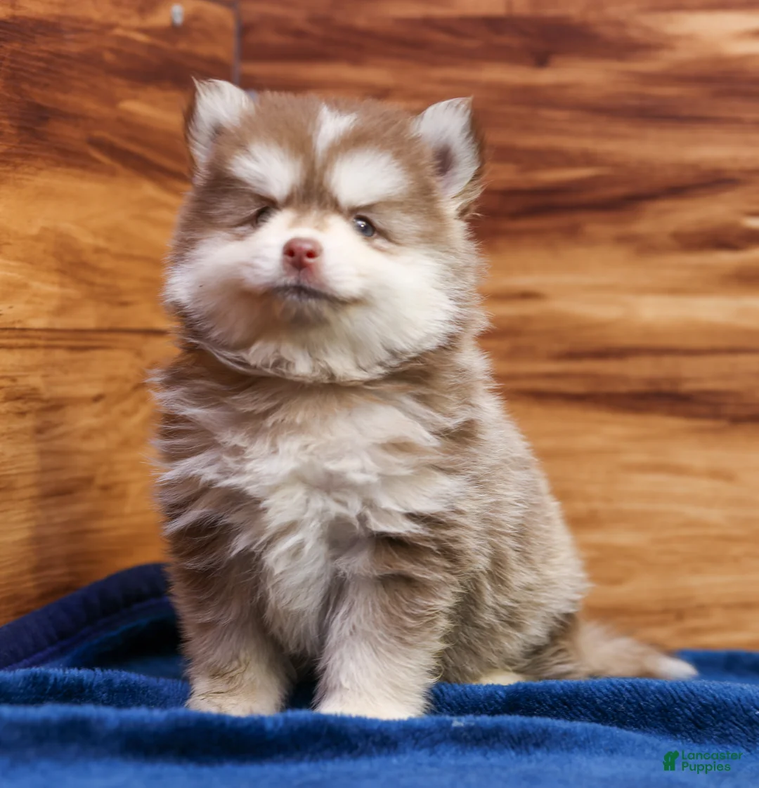 Pomsky dogs for sale: Prince - Ad 10
