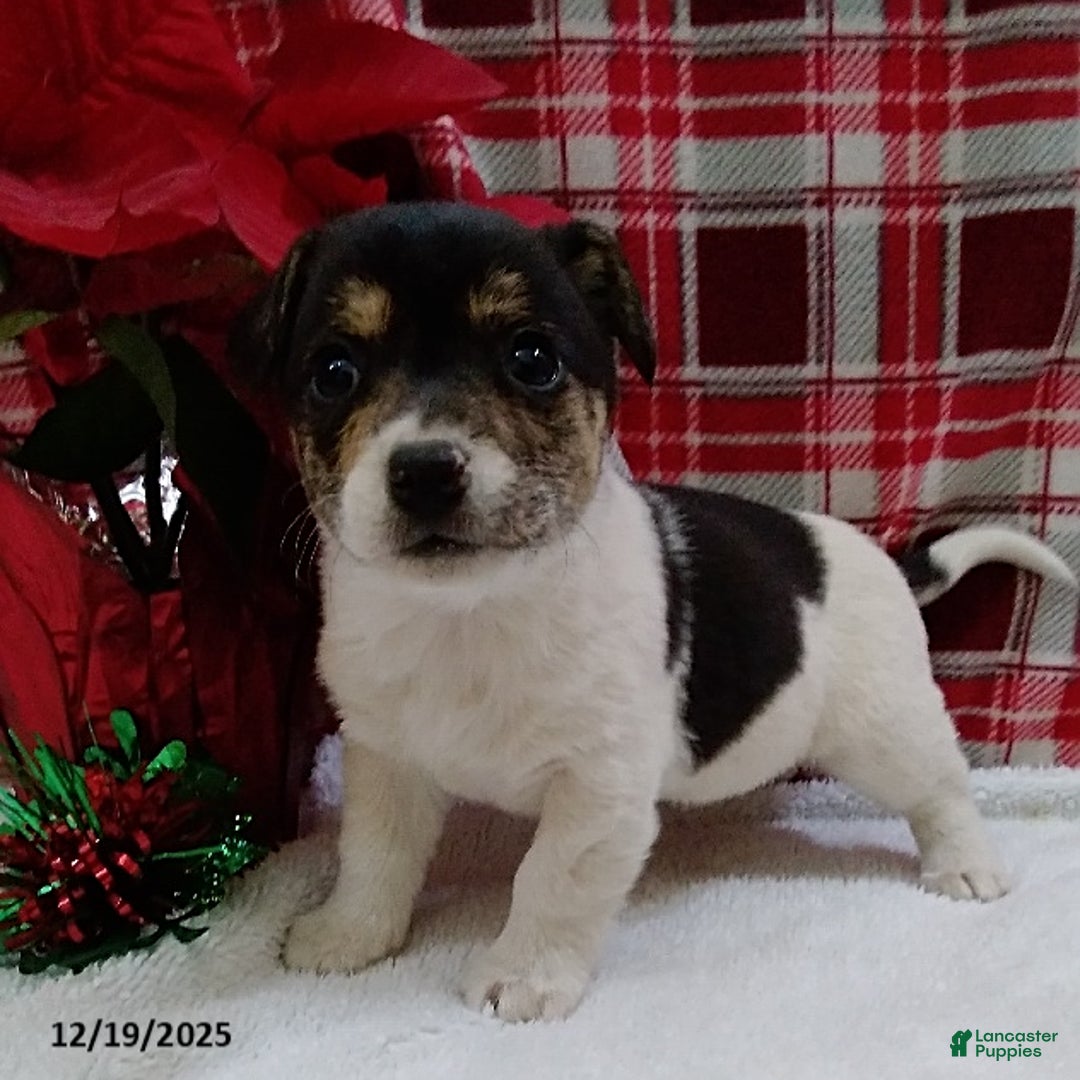 Mixed Breed dogs for sale: Tessa - Ad 3