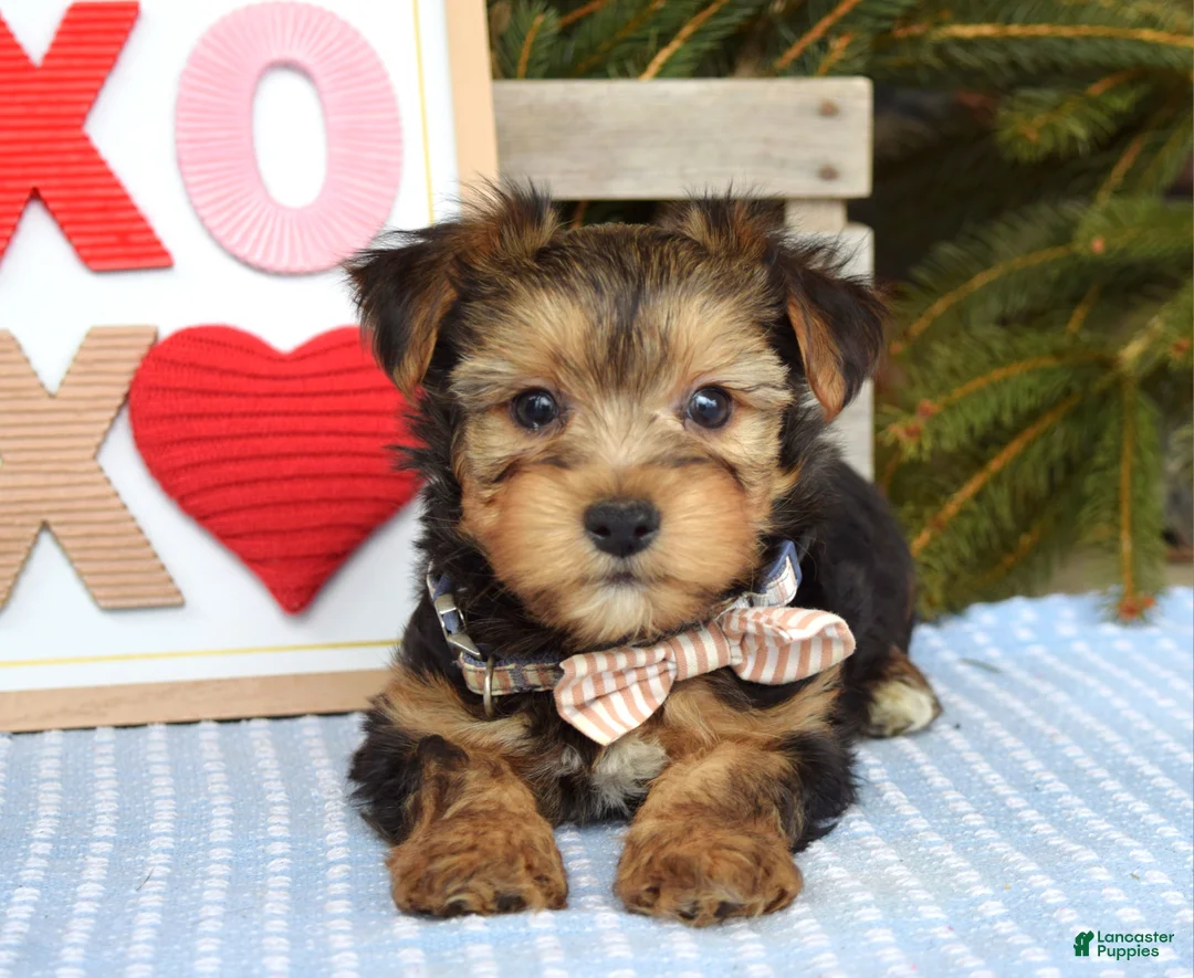 Yorkshire Terrier dogs for sale: Peter  - Ad 7