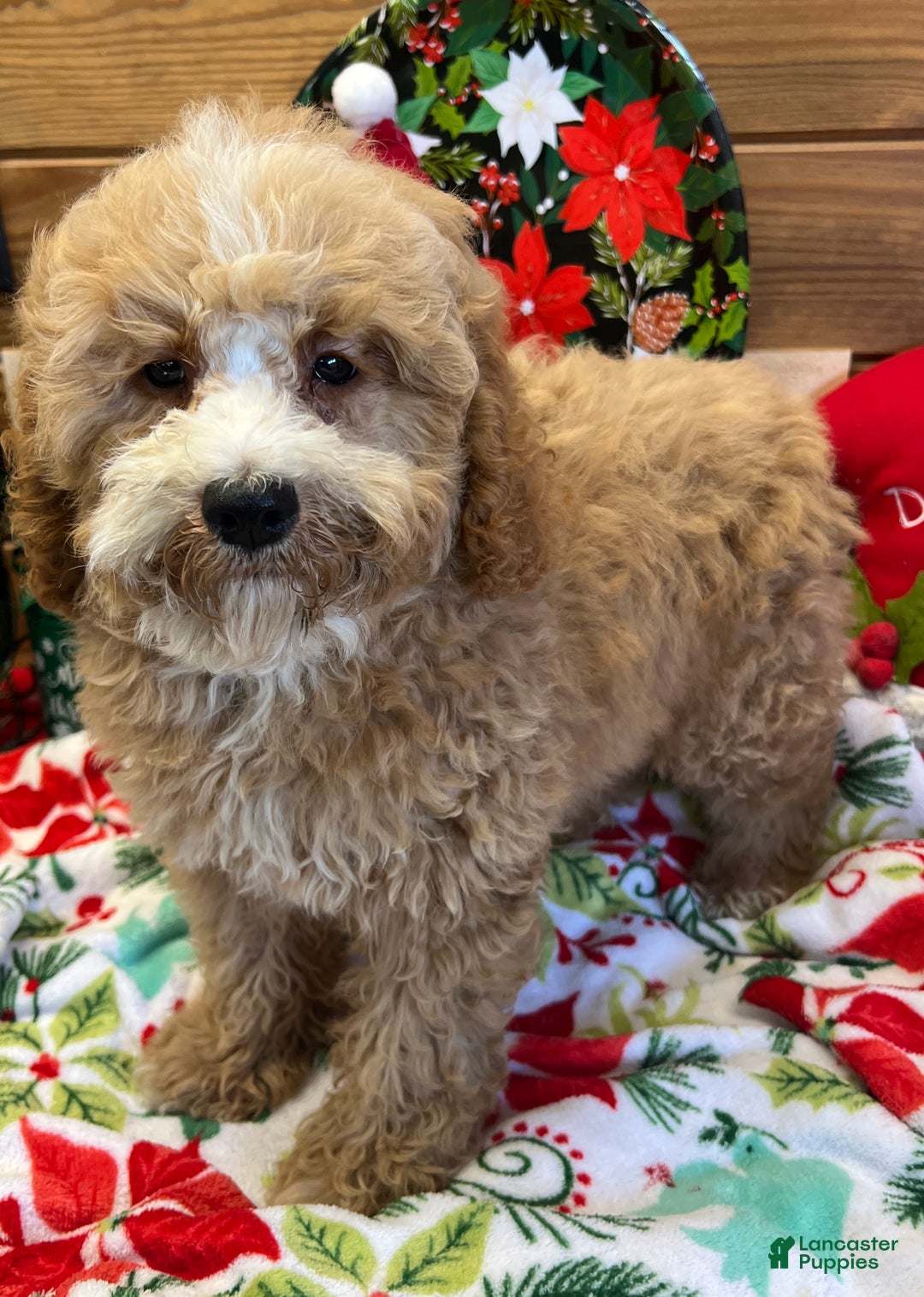 Mini Goldendoodle dogs for sale: Jingles - Ad 4