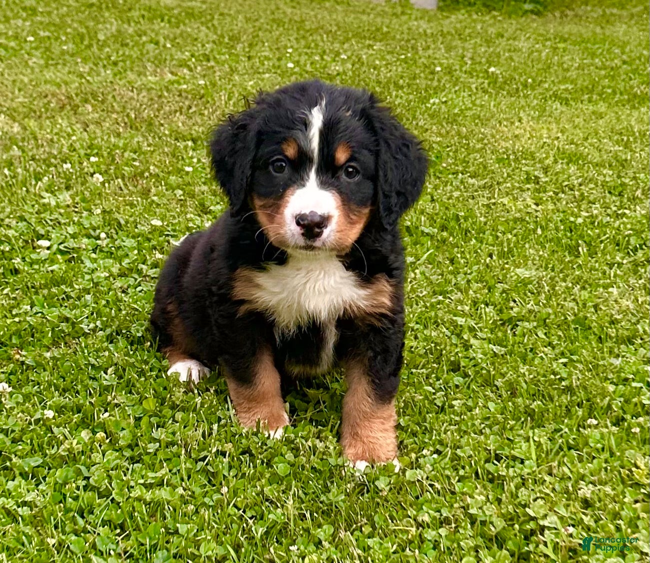 Bernese Mountain Dog dogs Berner bunch - Ad 2