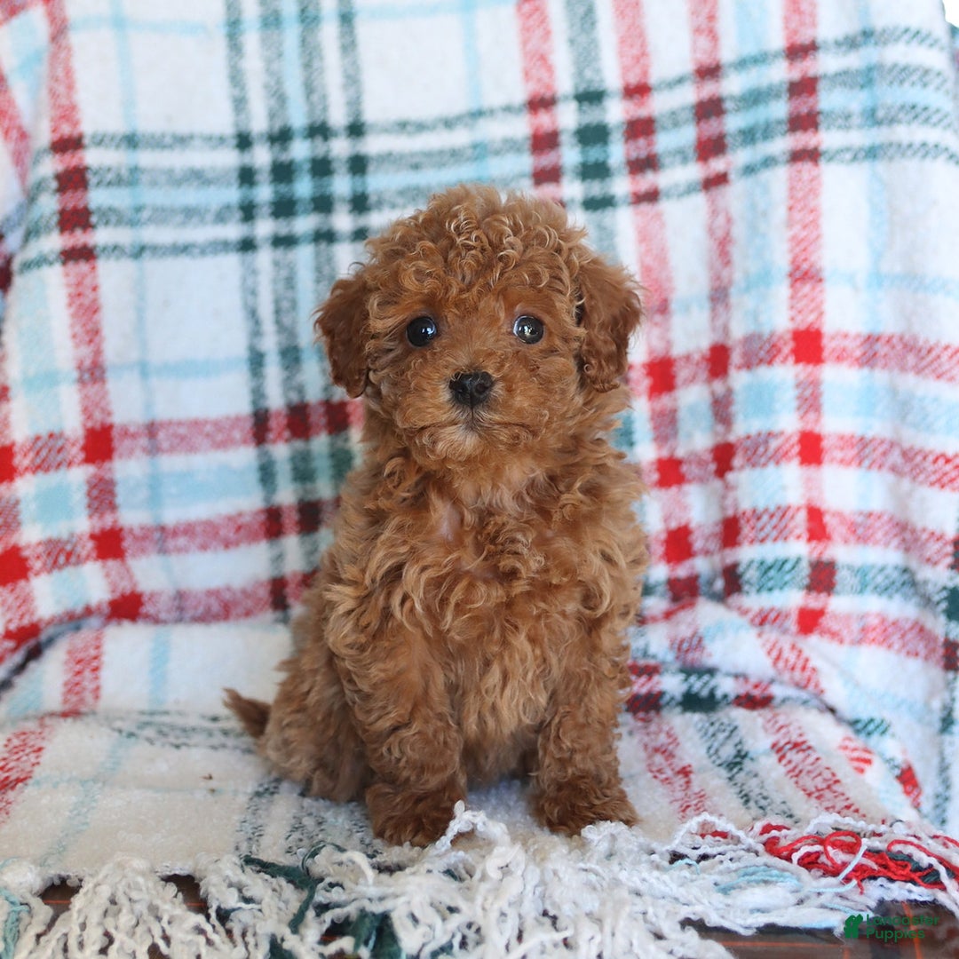 Toy Poodle dogs for sale: Tessa - Ad 3