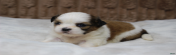 Shih Tzu dogs for sale: Bella - Ad 2