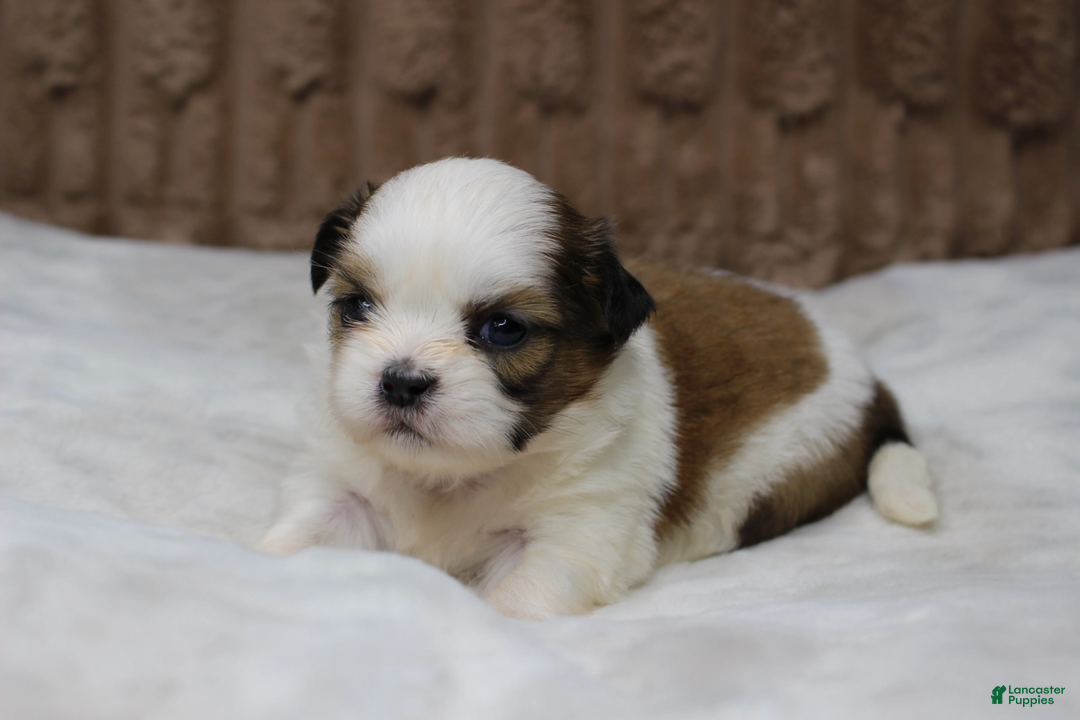 Shih Tzu dogs for sale: Bella - Ad 2